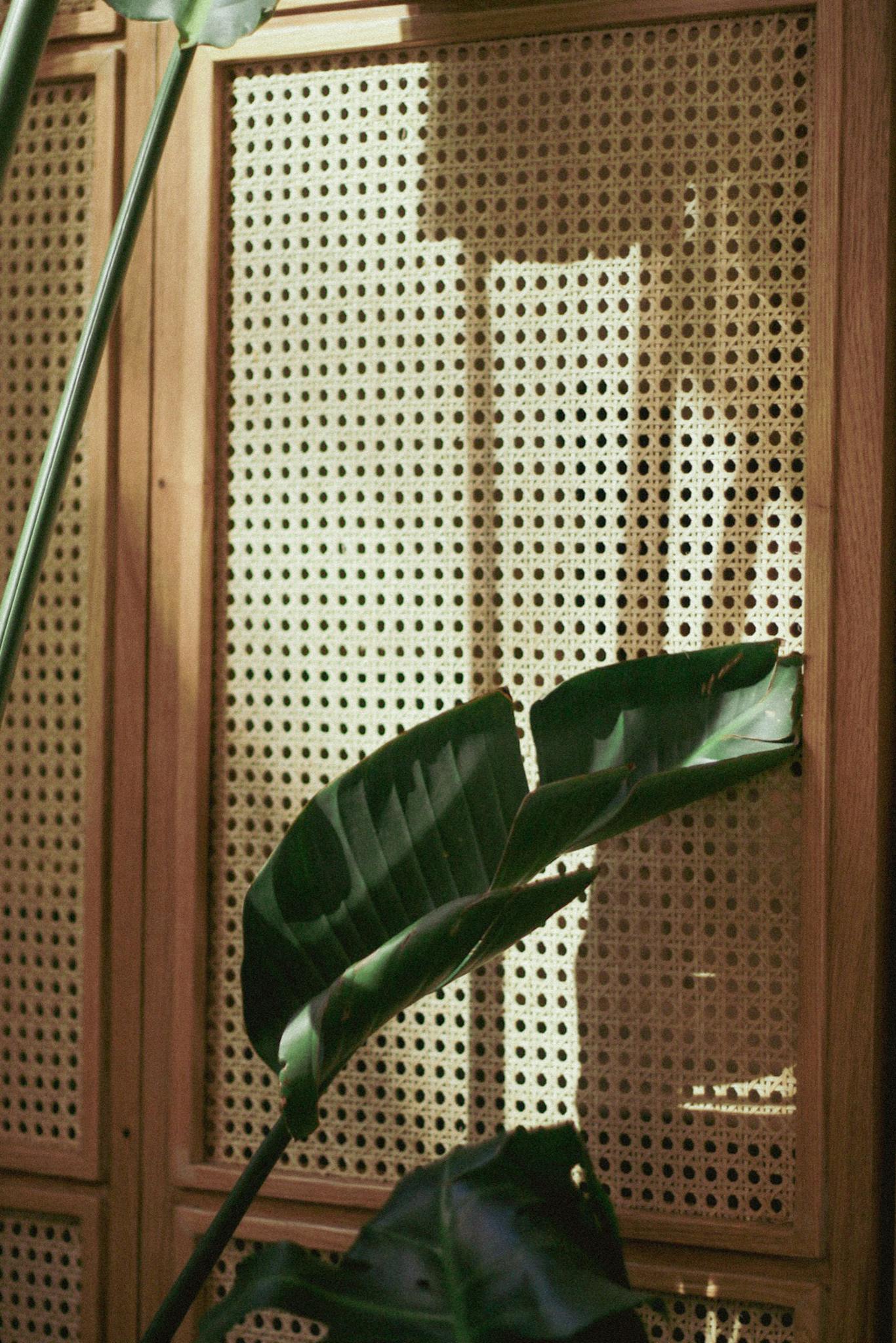 Sunlit tropical leaves casting shadows on a woven cane panel, creating a natural design accent.